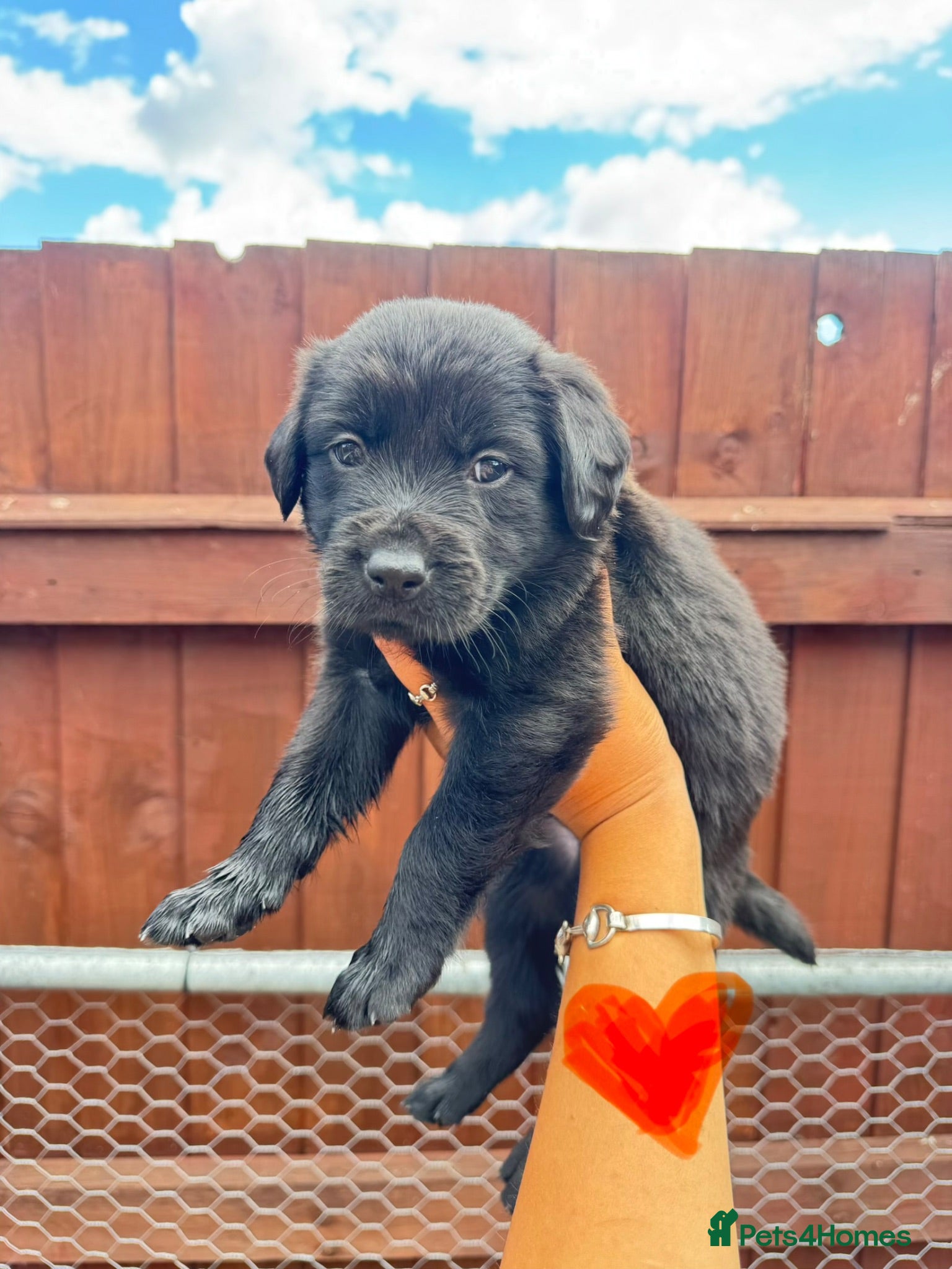 Borador dogs Ready now.. 1boy lab x collie pup left  - Advert 2