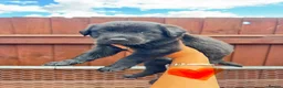 Borador dogs for sale: Ready now.. 1boy lab x collie pup left  - Advert 2