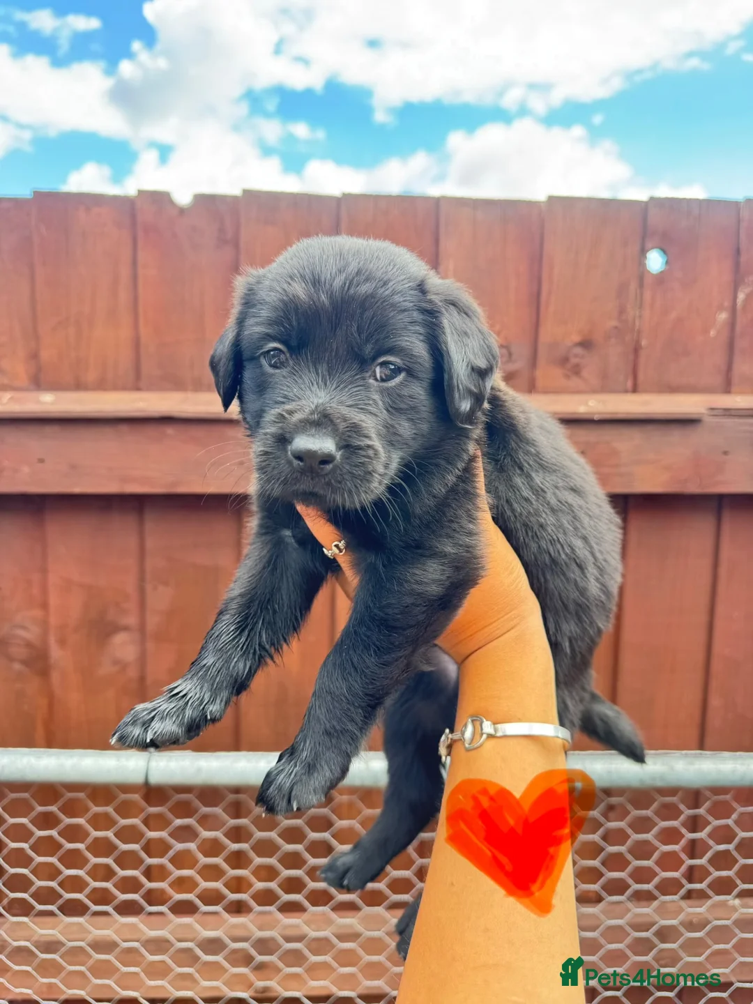Borador dogs for sale: Ready now.. 1boy lab x collie pup left  - Advert 2