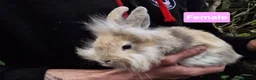 Mini Lion Lop rabbits for sale: Super Friendly Baby Lion Lops and Lop x Mini Rex   - Advert 5