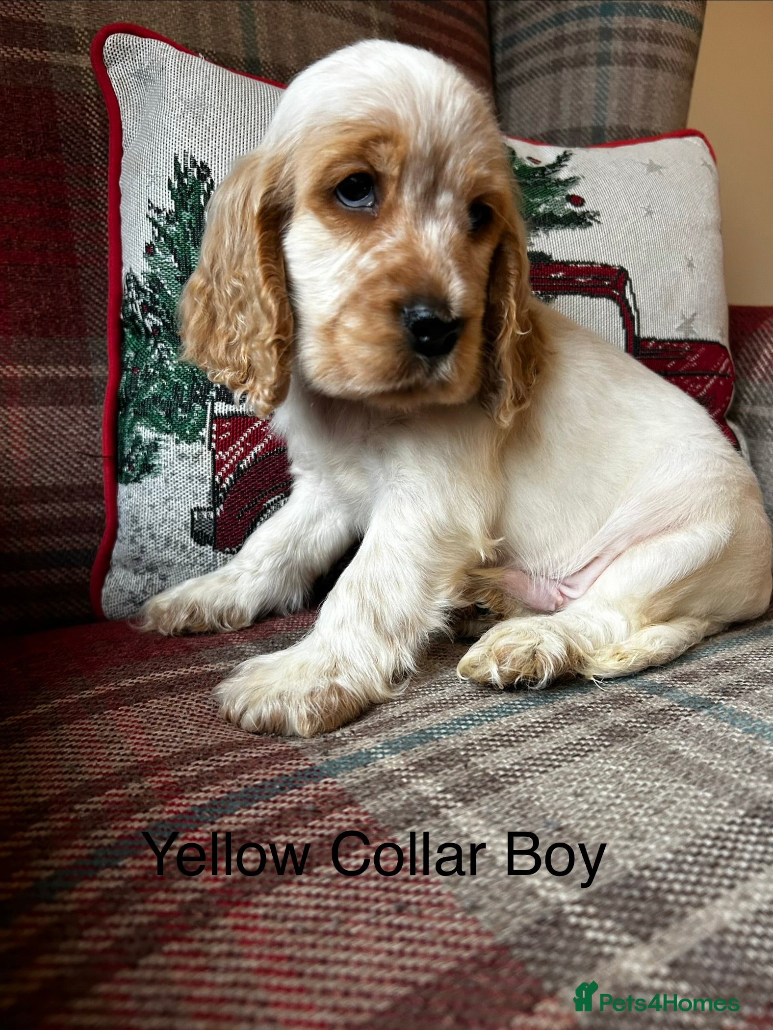 Cocker Spaniel dogs KC registered, health tested show type puppies - Advert 8