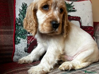 Cocker Spaniel dogs KC registered, health tested show type puppies - Advert 5