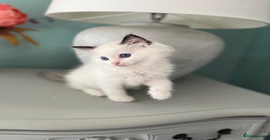 Ragdoll cats - Advert 8