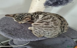Bengal cats for sale: Mixed bengal kittens - Image 4