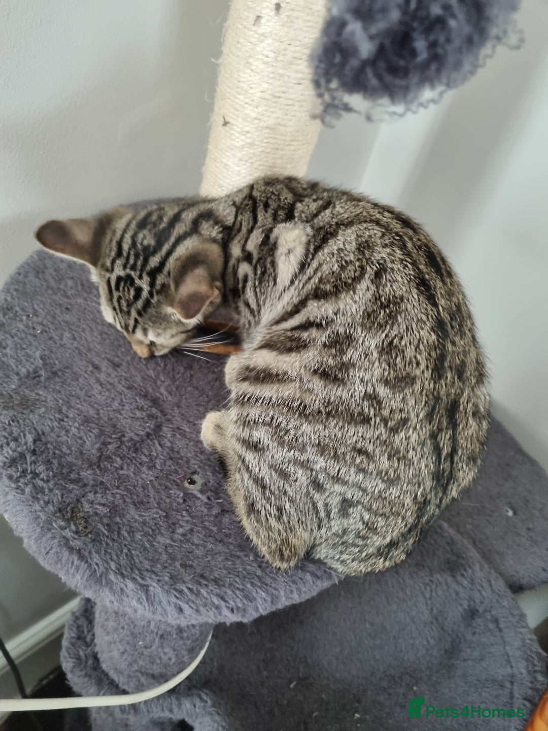 Bengal cats for sale: Mixed bengal kittens - Image 4