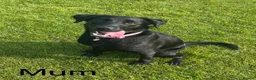 Labrador Retriever dogs for sale: KC Registered Labrador Puppies - Advert 13