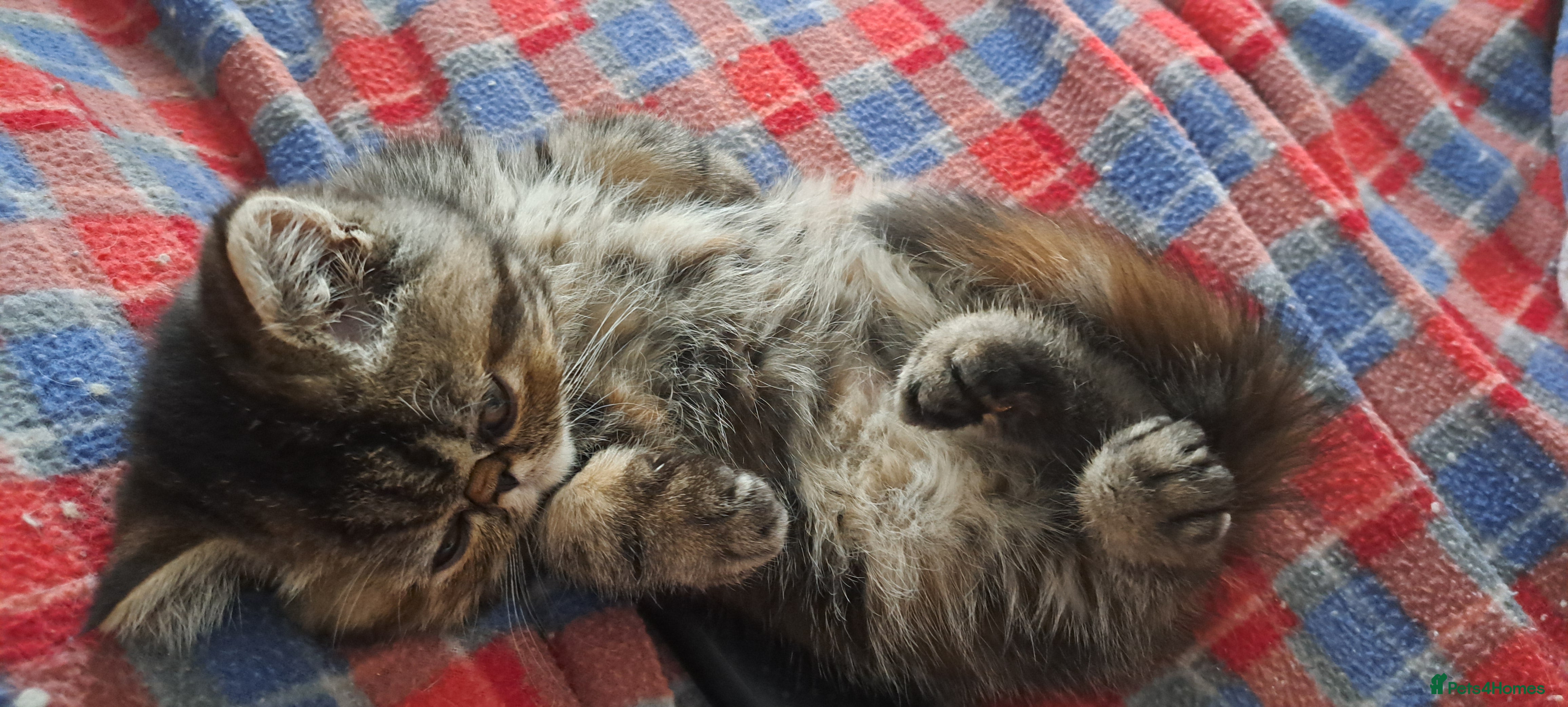 Exotic cats for sale: Gorgeous Exotic kittens in Leigh-on-Sea - Advert 5