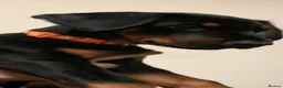 Dobermann dogs for sale: Royal KC Doberman puppies  - Advert 21