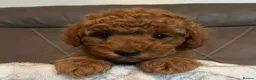 Toy Poodle dogs for sale: Stunning Toy Poodle Boy – Fully Vaccinated - Advert 3
