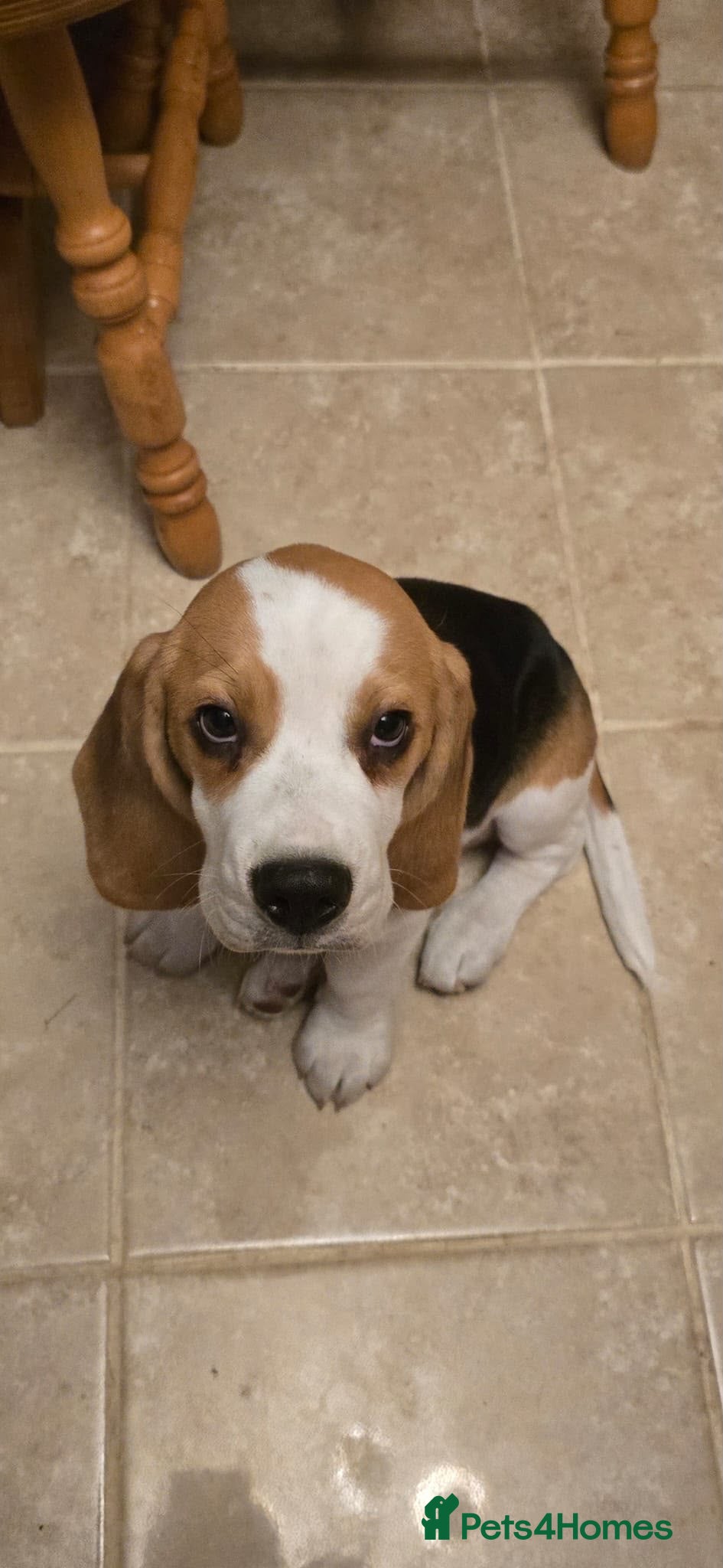 Beagle dogs Champion sired beagles KC reg & DNA health tested - Advert 2