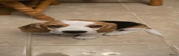 Beagle dogs for sale: Champion sired beagles KC reg & DNA health tested - Advert 2