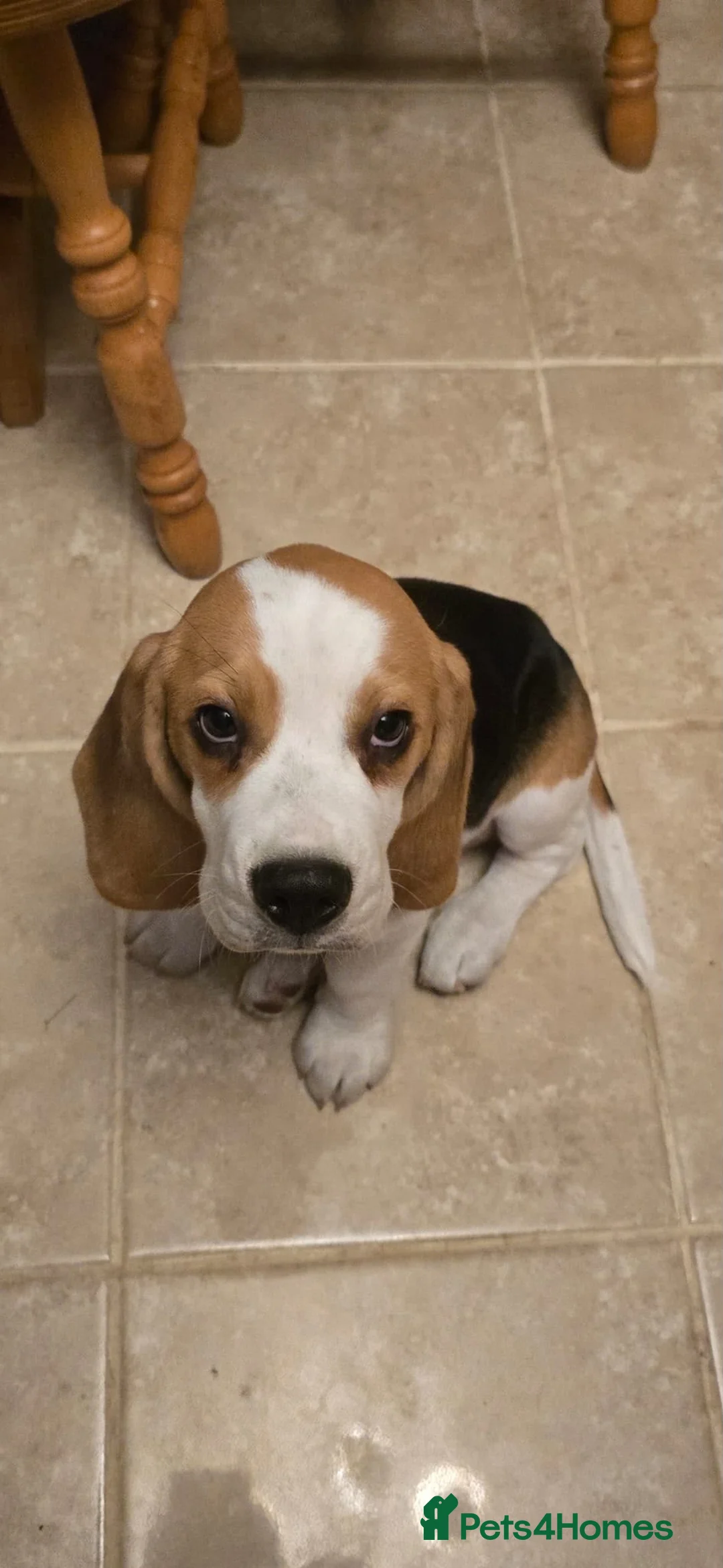 Beagle dogs for sale: Champion sired beagles KC reg & DNA health tested - Advert 2