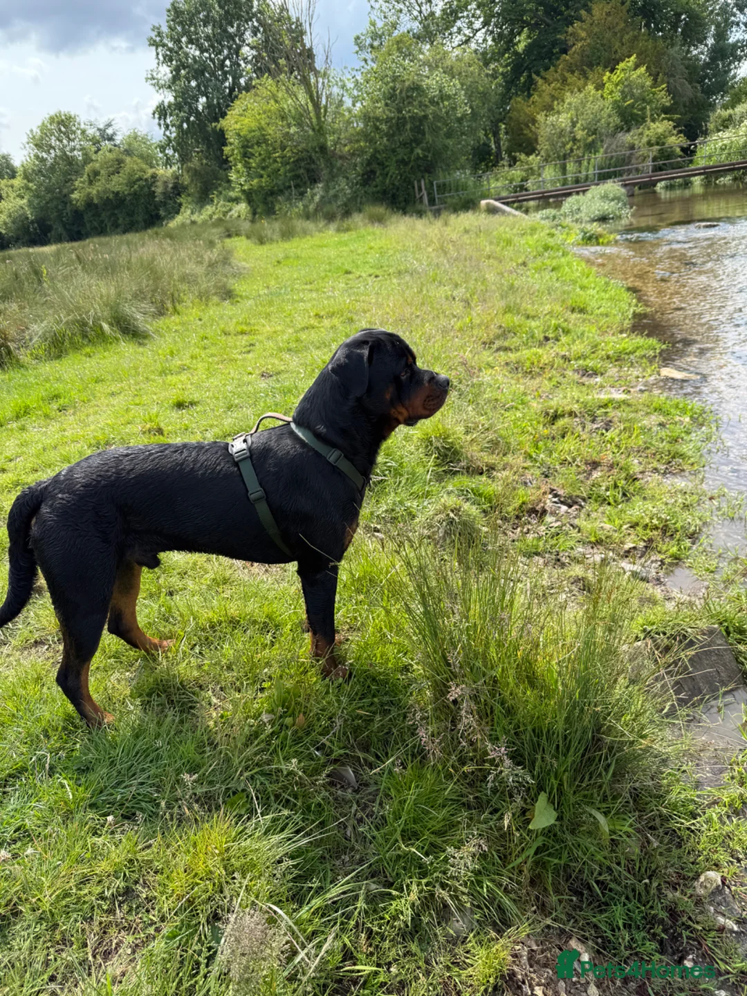 Rottweiler dogs for stud: Male Rottweiler for stud - Advert 2