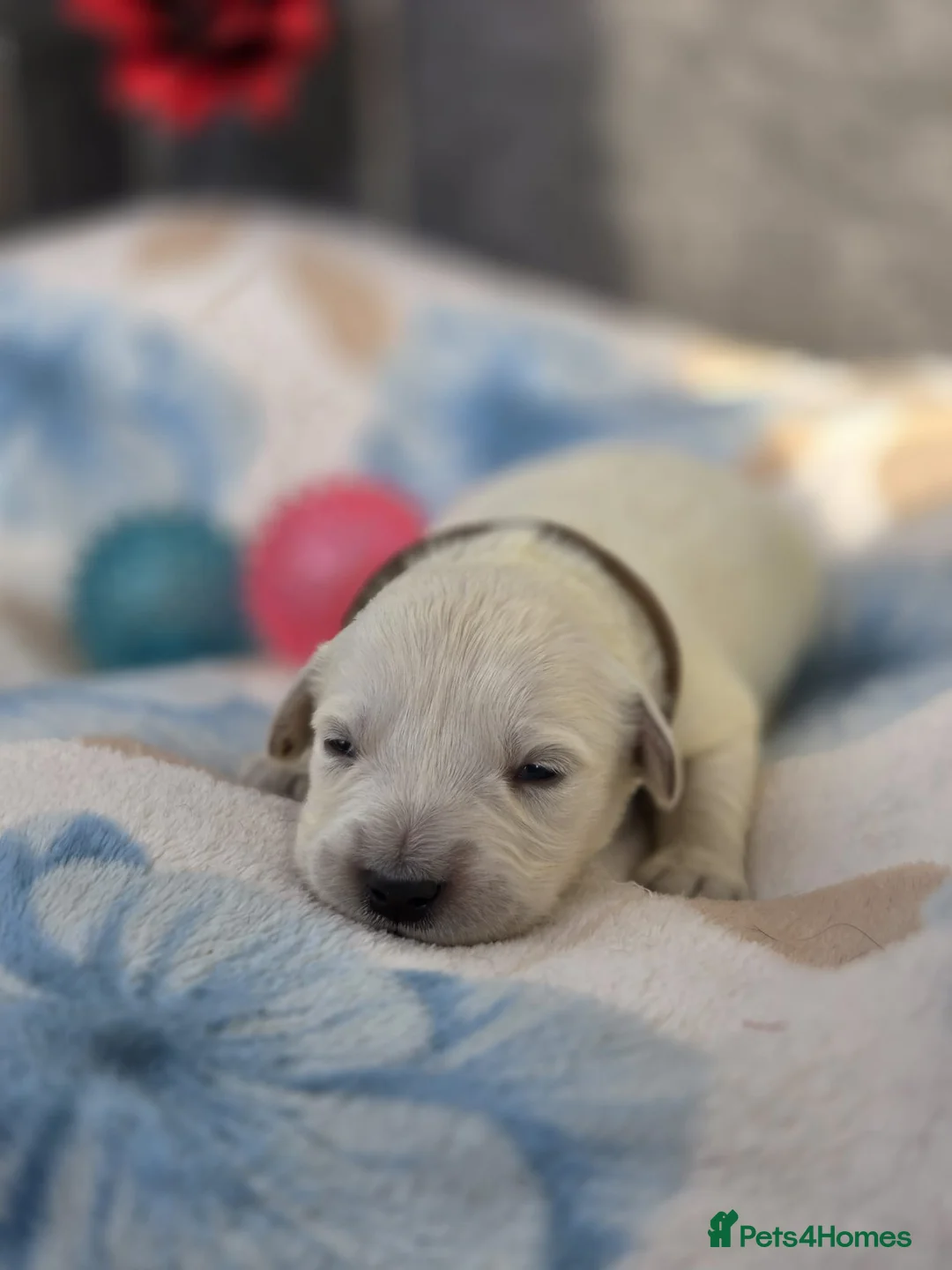 Golden Retriever dogs for sale: Beautiful kc golden retriever pups - Advert 17