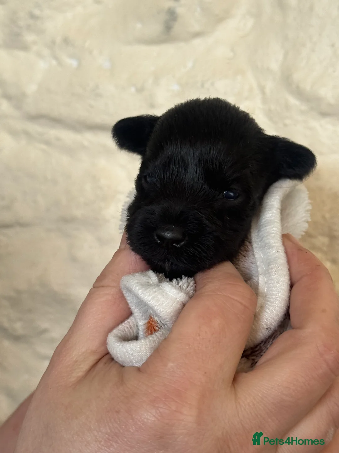 Miniature Schnauzer dogs for sale: KC black miniature schnauzer puppies - Advert 11
