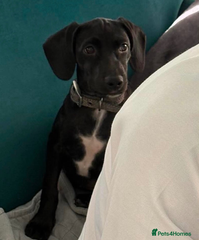 Mixed Breed dogs 🐾 Comet - small paws, big adventures 🐾 - Advert 12