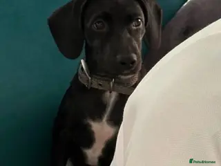 Mixed Breed dogs 🐾 Comet - small paws, big adventures 🐾 - Advert 12