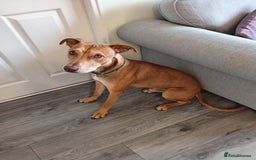 Mixed Breed dogs for sale: Gorgeous 1yr old male Cross - Advert 4