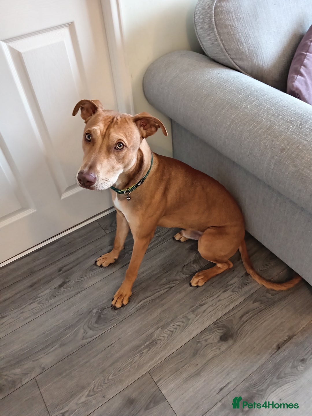 Mixed Breed dogs for sale: Gorgeous 1yr old male Cross - Advert 4