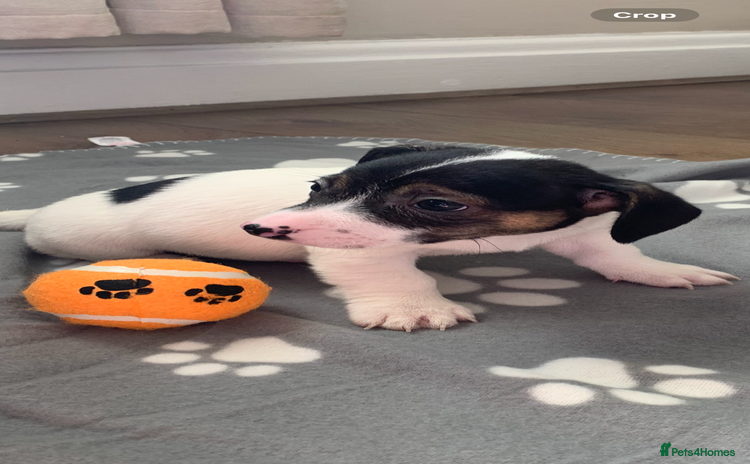 Jack Russell dogs - Advert 3