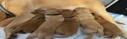 Labrador Retriever dogs for sale: Fox red Labrador puppies  in Peterborough - Advert 7