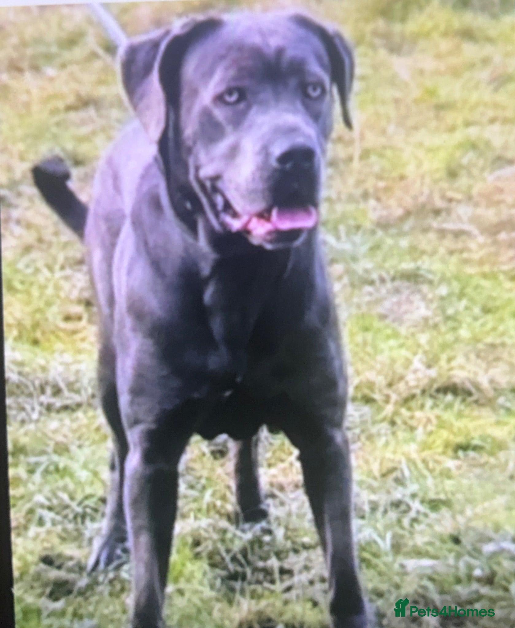 Cane Corso dogs last female pup  - Advert 1