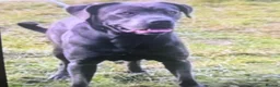 Cane Corso dogs for sale: last female pup  in London - Advert 1