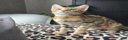 Bengal cats for sale: Ready NOW.. need go ASAP - Advert 19