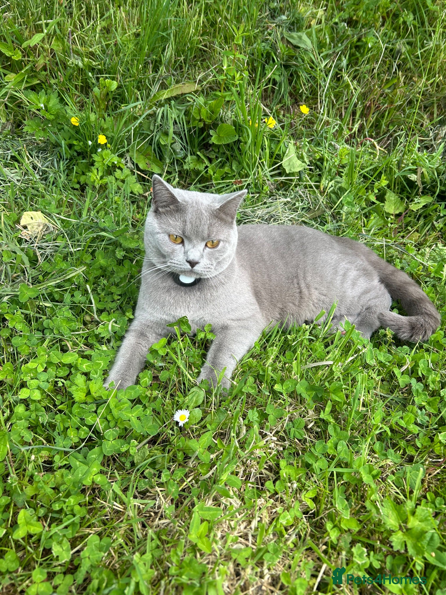 British Shorthair cats British Shorthair Cat 15 months old  - Advert 1