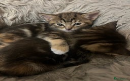 Mixed Breed cats for sale:  Beautiful Kittens for Sale – 2 Boys & 2 Girls 🐾 - Image 13