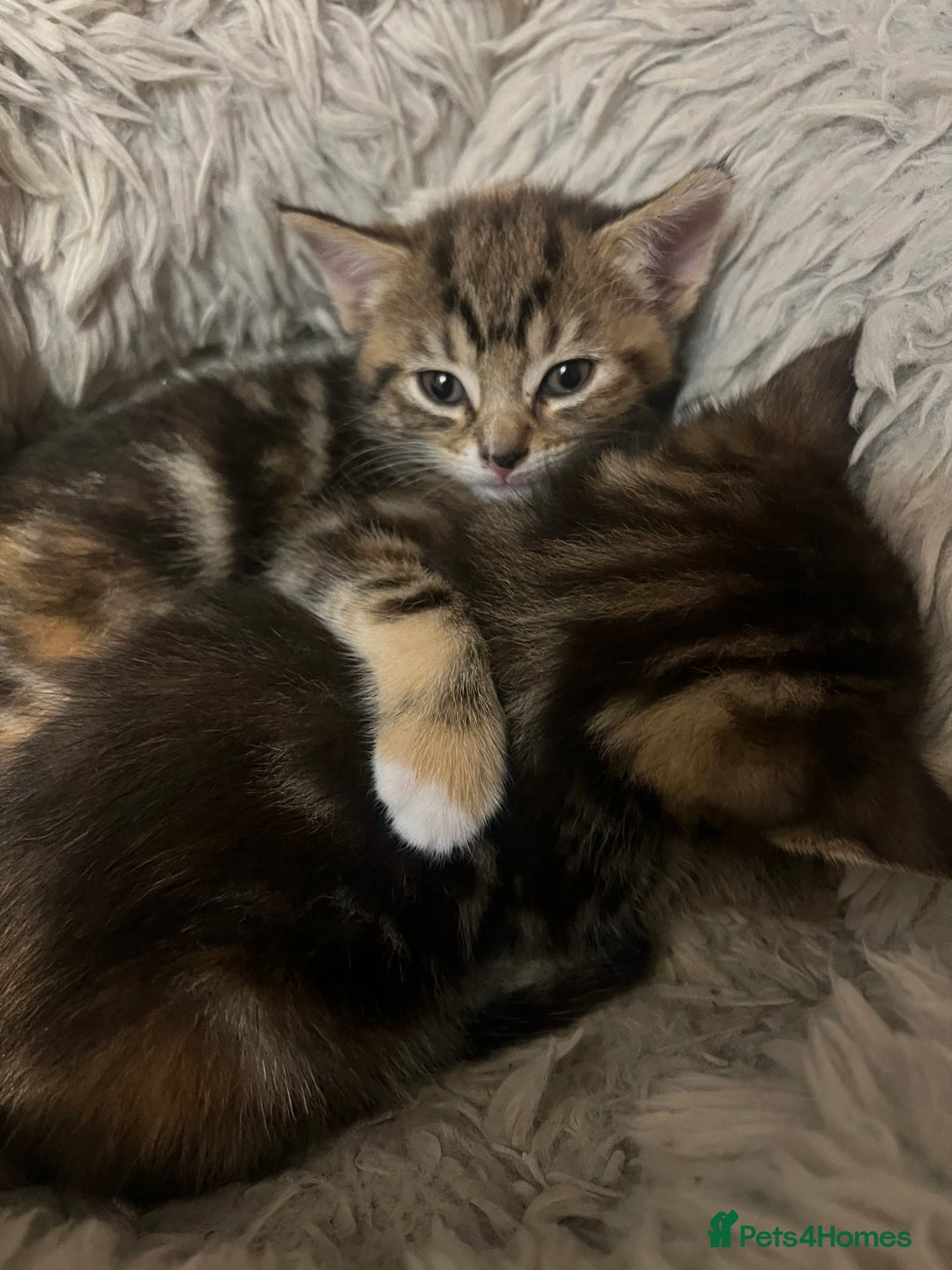 Mixed Breed cats for sale:  Beautiful Kittens for Sale – 2 Boys & 2 Girls 🐾 - Image 13