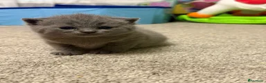 British Shorthair Kitten 2
