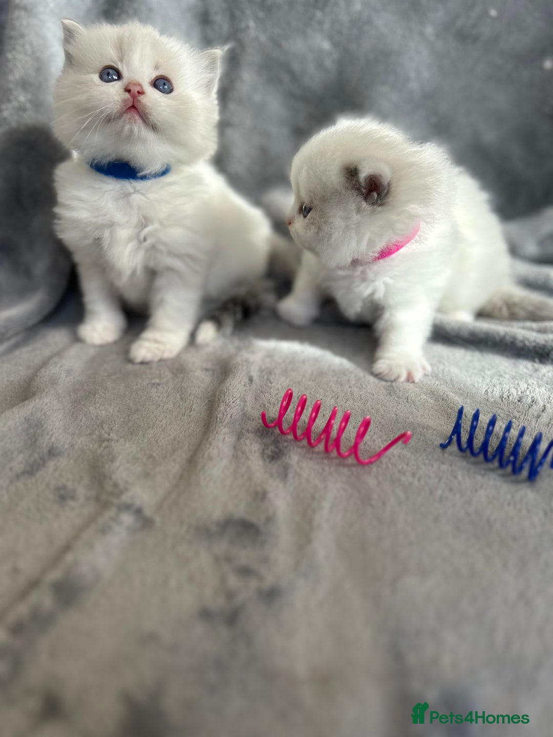 Ragdoll cats for sale: Beautiful Blue Tabby Ragdoll Fur Babies  - Image 18