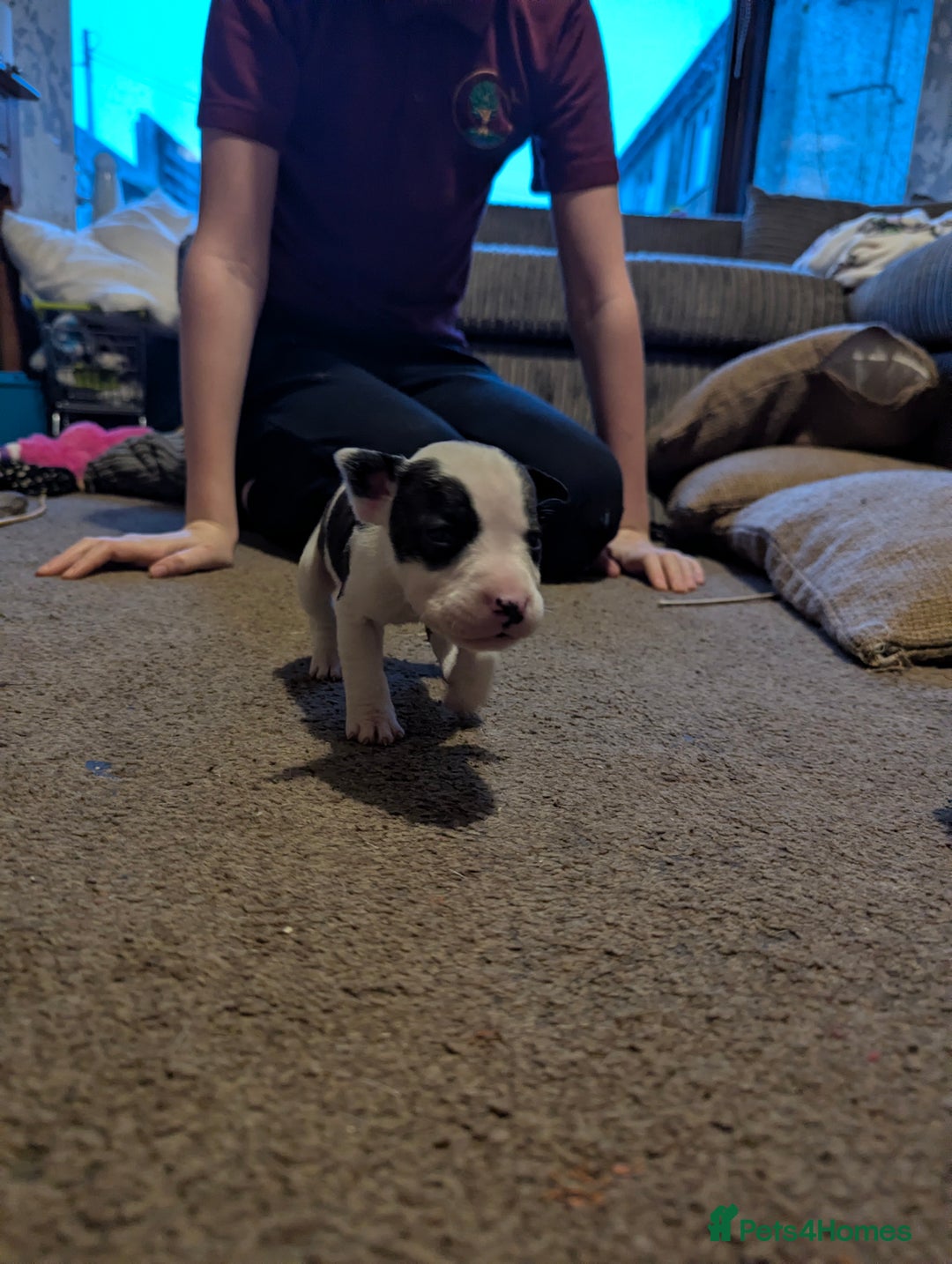 English Bull Terrier dogs for sale: 7 gorgeous EBT x puppies - Advert 13