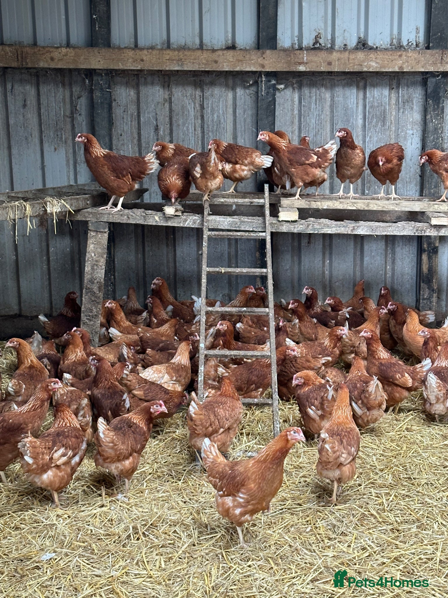 Chickens poultry Point of Lay Warren Chickens - Advert 2