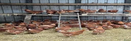 Chickens poultry for sale: Point of Lay Warren Chickens - Advert 2