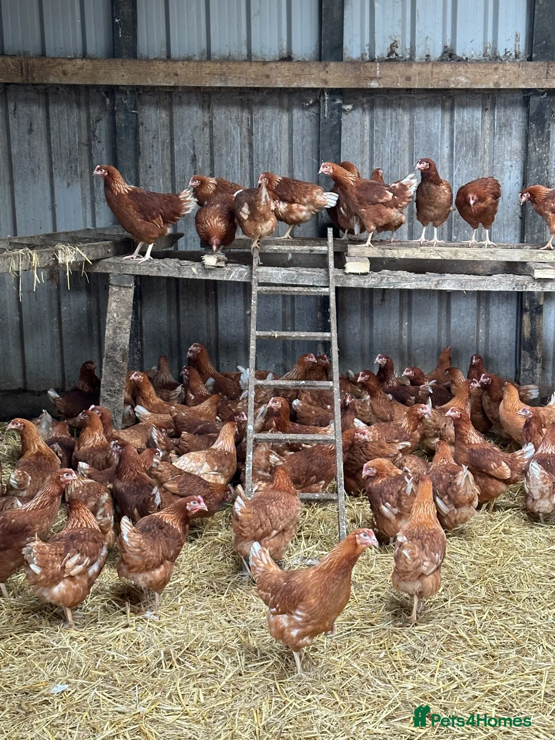 Chickens poultry for sale: Point of Lay Warren Chickens - Advert 2