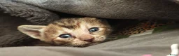 Mixed Breed cats for sale: Best Friends in Training! Bengal x sphynx  - Advert 12