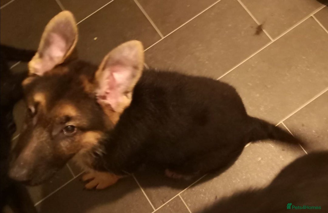 German Shepherd dogs for sale: One large straight back male puppy 11 weeks - Advert 2