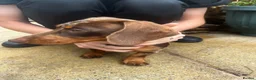 Miniature Dachshund dogs for sale:  miniature Dachshund - Advert 4