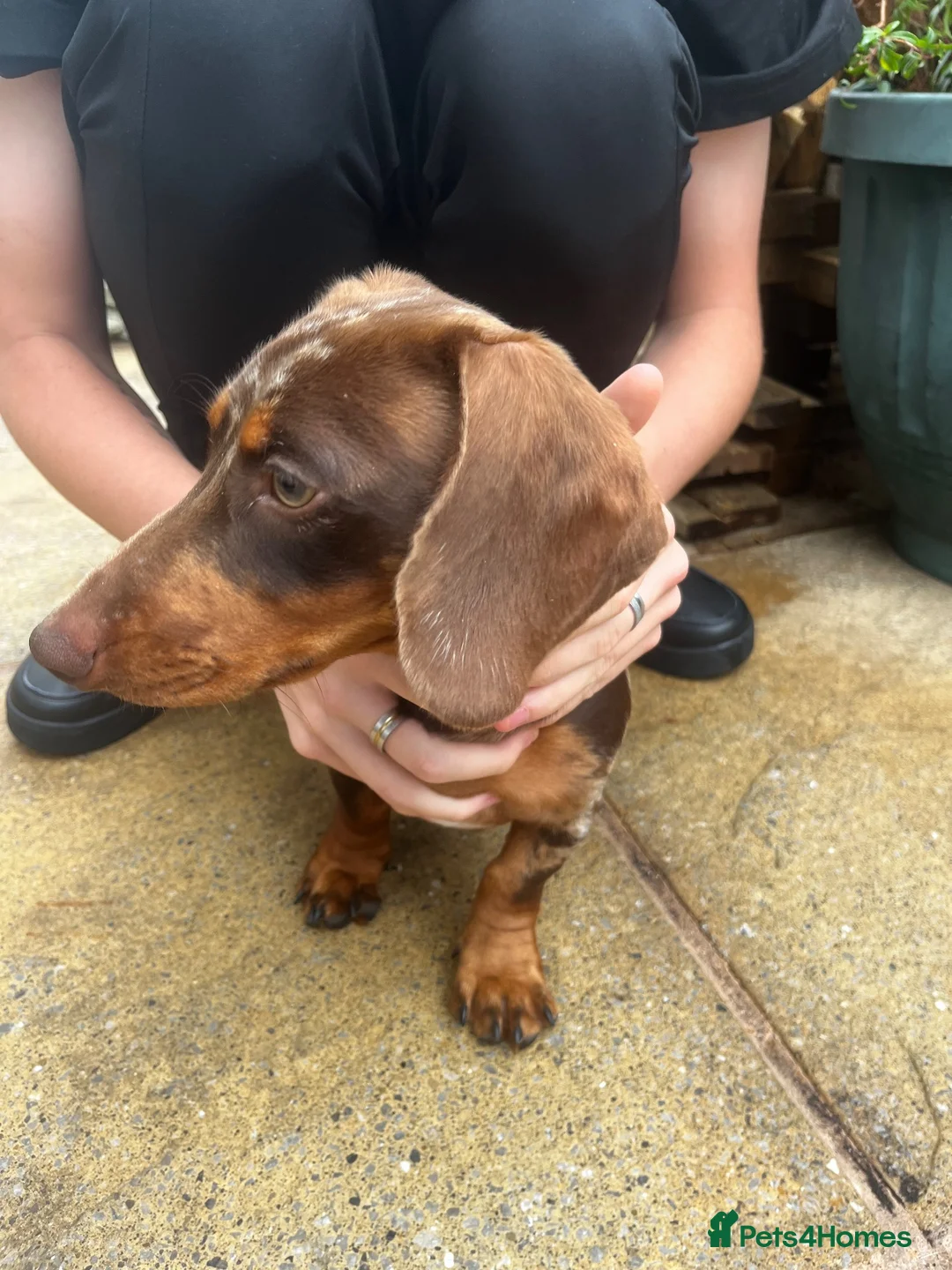 Miniature Dachshund dogs for sale:  miniature Dachshund - Advert 4
