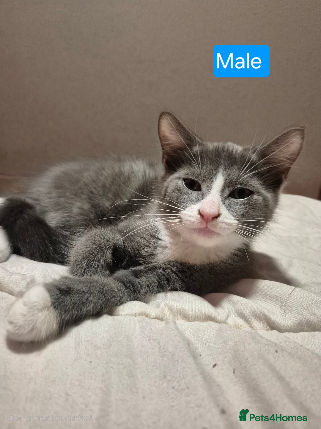 Russian Blue cats for sale: 2 Beautiful Russian Blue X kittens - Image 6