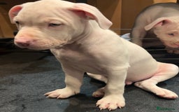 Mixed Breed dogs for sale: 2 white boys available  Ready to leave now - Image 8
