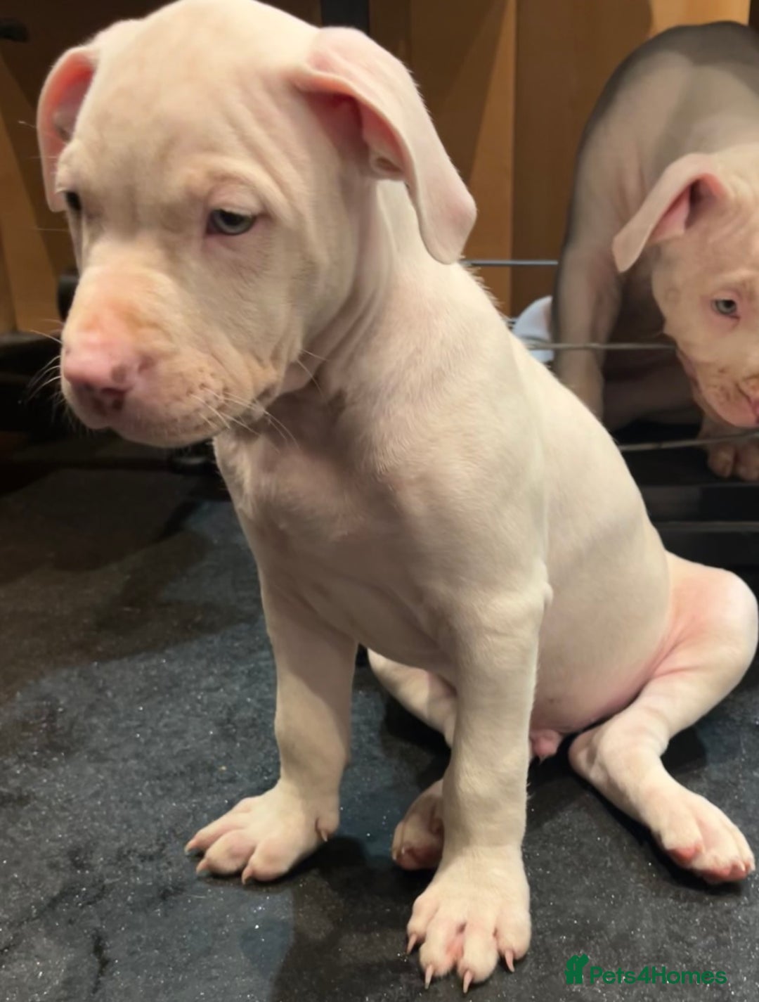 Mixed Breed dogs for sale: 2 white boys available  Ready to leave now - Image 8