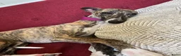 Whippet dogs for sale: Outstanding Male Whippets - Advert 1