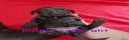 Doxiepoo dogs for sale: 6 doxiepoos - Advert 28