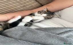 Domestic Shorthair cats for sale: Free to a good home - Advert 2