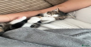 Domestic Shorthair cats Free to a good home - Advert 6