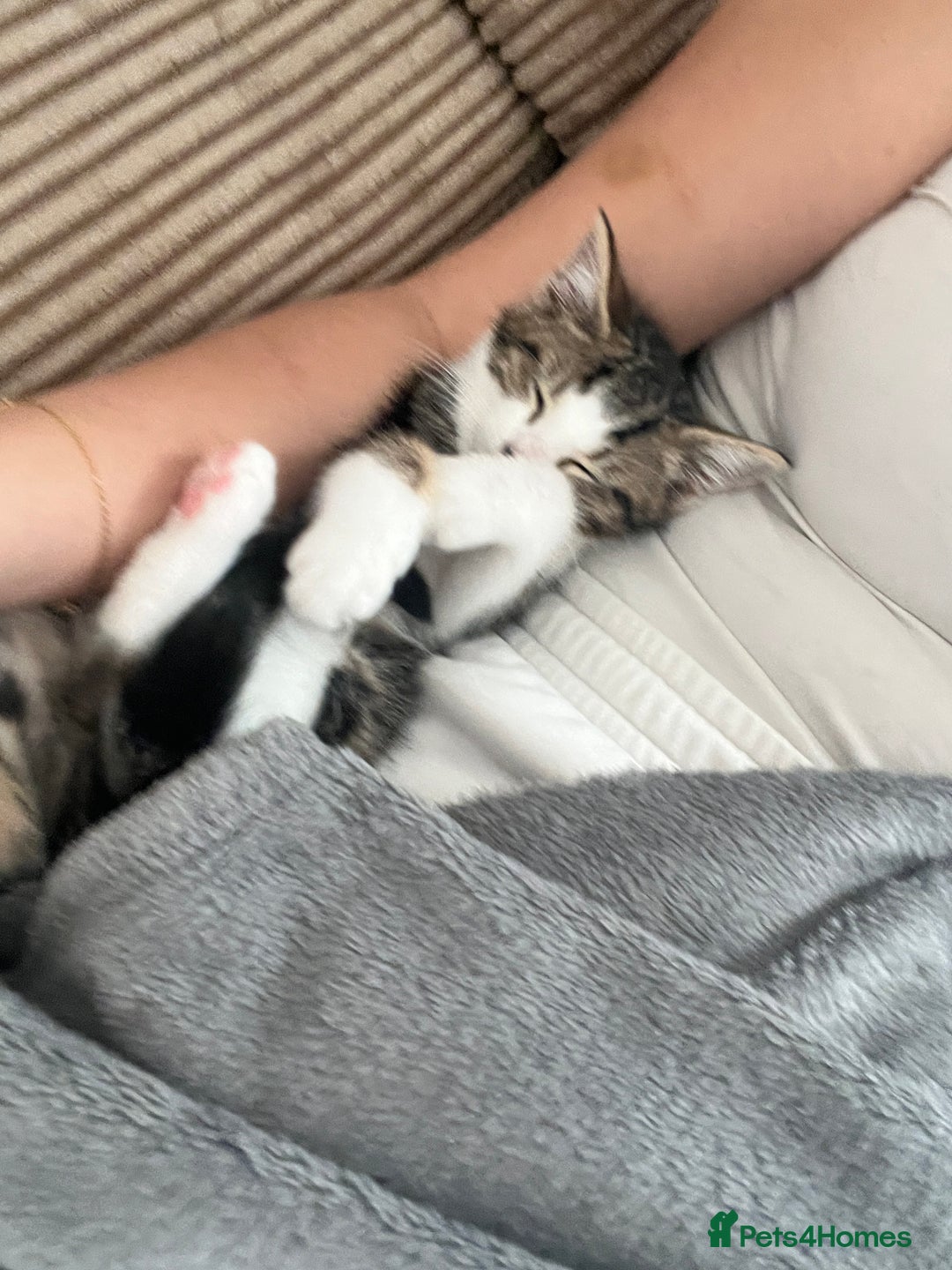 Domestic Shorthair cats for sale: Free to a good home - Advert 2