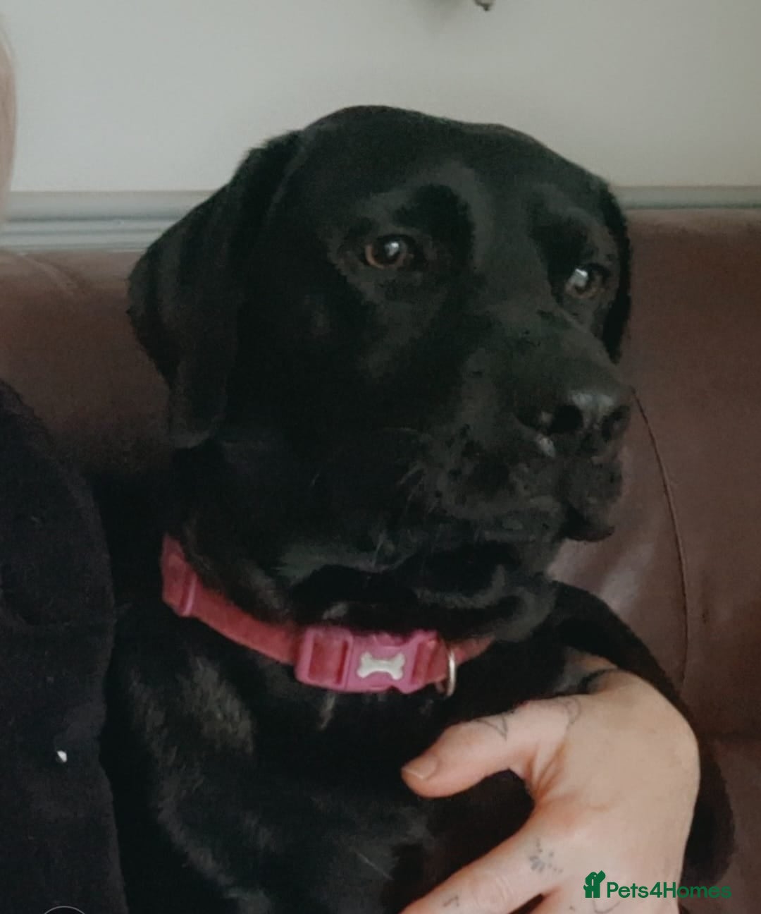 Labrador Retriever dogs Beautiful Labrador Puppies ready soon - Advert 1